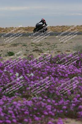 media/Jan-14-2023-SoCal Trackdays (Sat) [[497694156f]]/Turn 14 Exit Bloomig (145pm)/